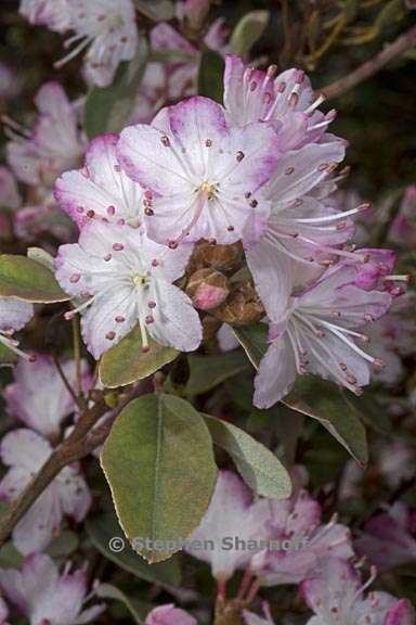 rhododendron racemosum subsection scabrifolia 1 graphic